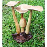 Wooden Mushrooms With Parasite Wood