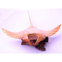 Wooden Manta Ray With Parasite, Handmade From Suar Wood