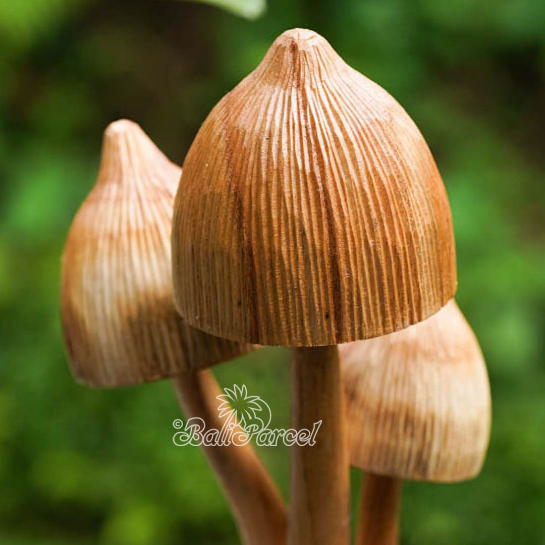 Wooden Mushrooms With Parasite Wood